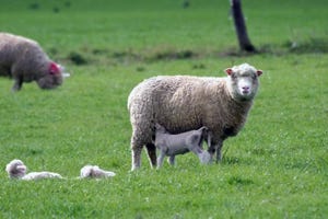 Pirbright bluetongue sheep.jpg