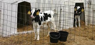 Casein milk proteins: The vet's dilemma