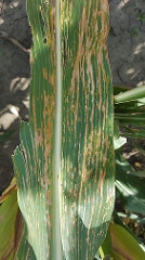 New corn disease confirmed in U.S.