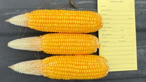Three corn ears with tipback