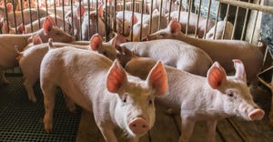 pigs-farms-confinement-GettyImages-1248963859.jpg