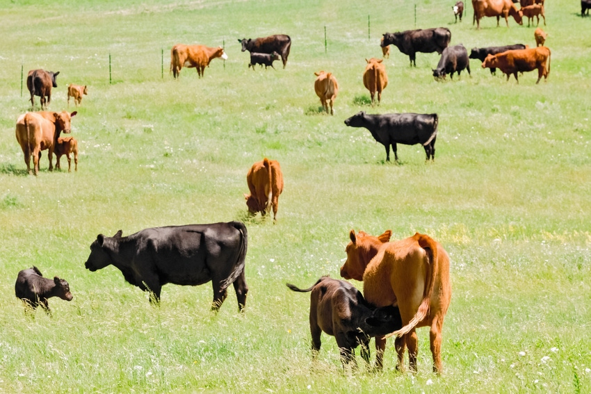 cattle herd in grass with calves