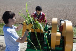 Scientists engineer sugarcane, switchgrass to produce biofuels