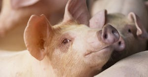 Top tips to eliminate feeding challenges for growing pigs