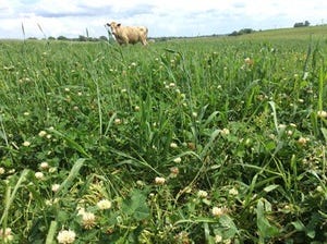 What are benefits of growing multiple types of forage grasses for grazing animals?