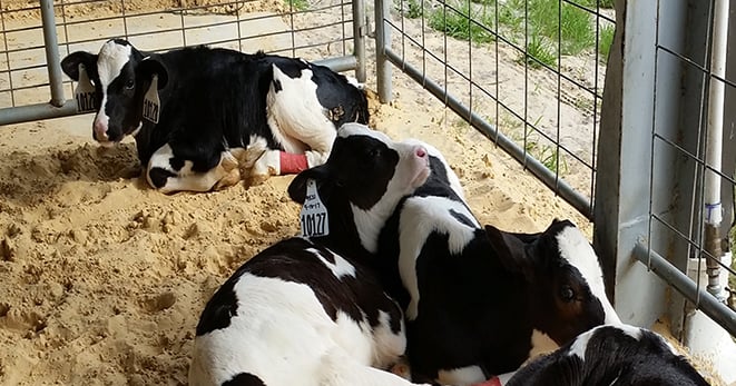 Early social interaction may influence dairy cow success