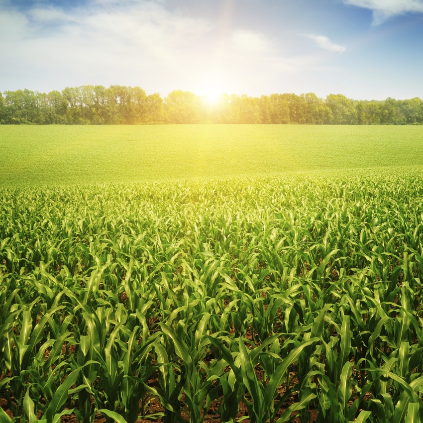 Changing temps may help boost corn production
