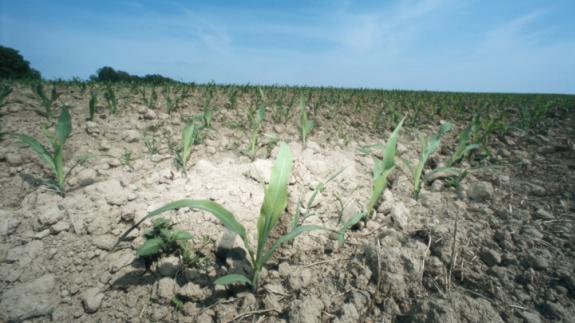 Research shows crops have 'drought' memory'