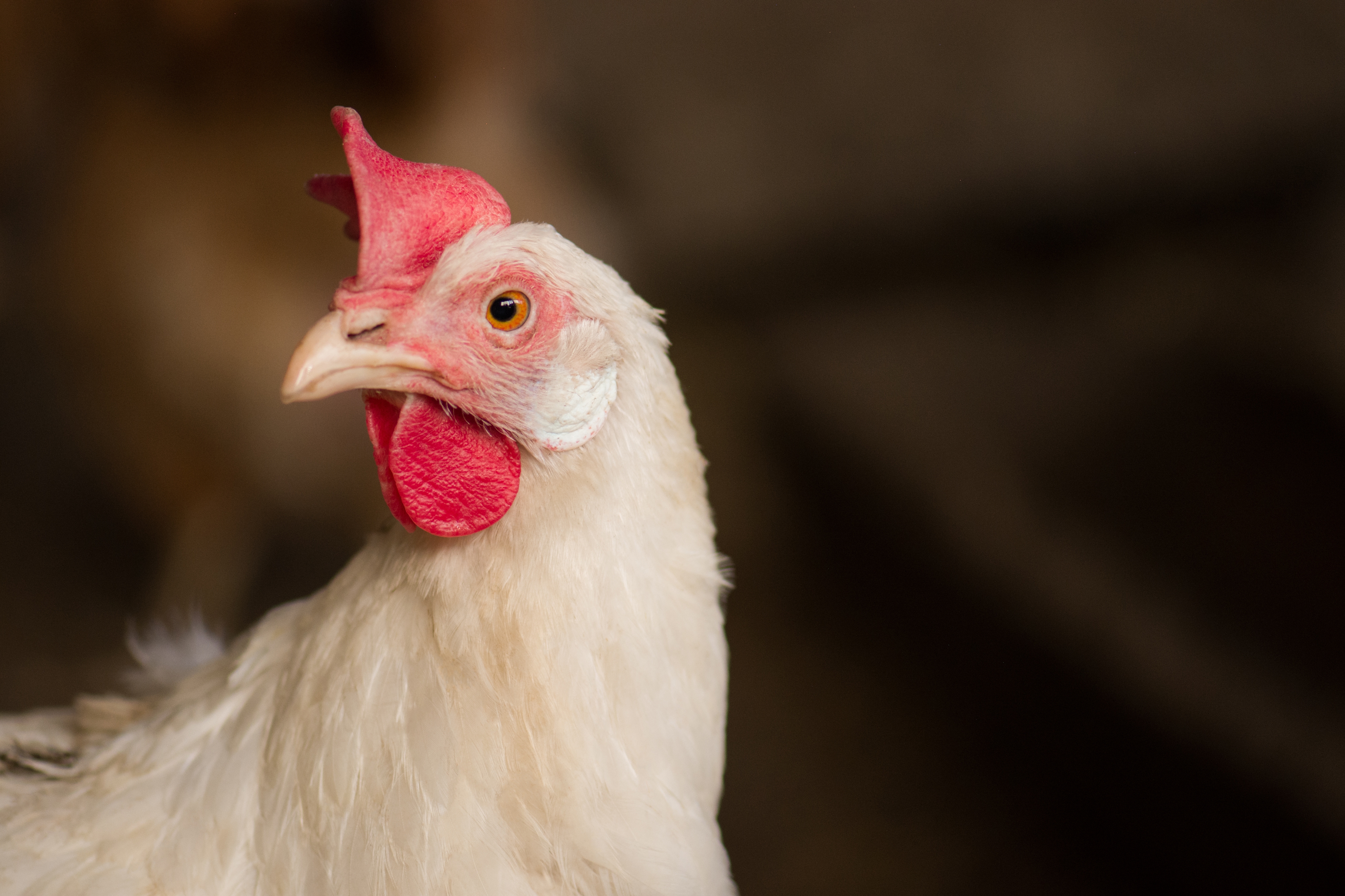 Oregon commercial egg laying operation confirmed with avian flu