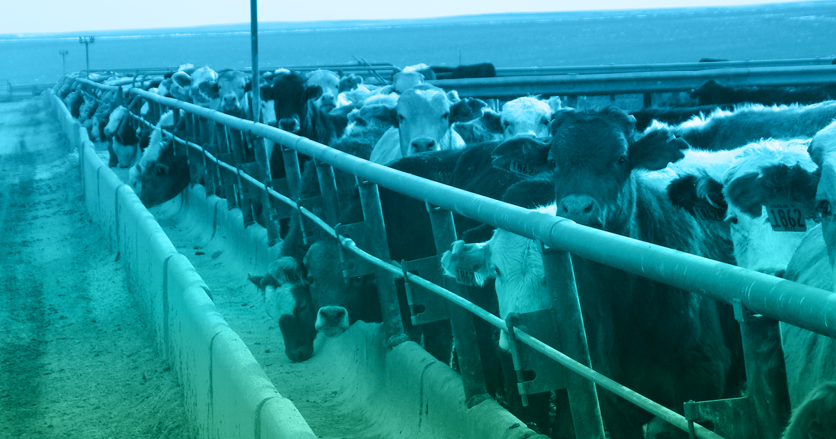 MS Biotec Feedlot Forum brings together industry nutritionists
