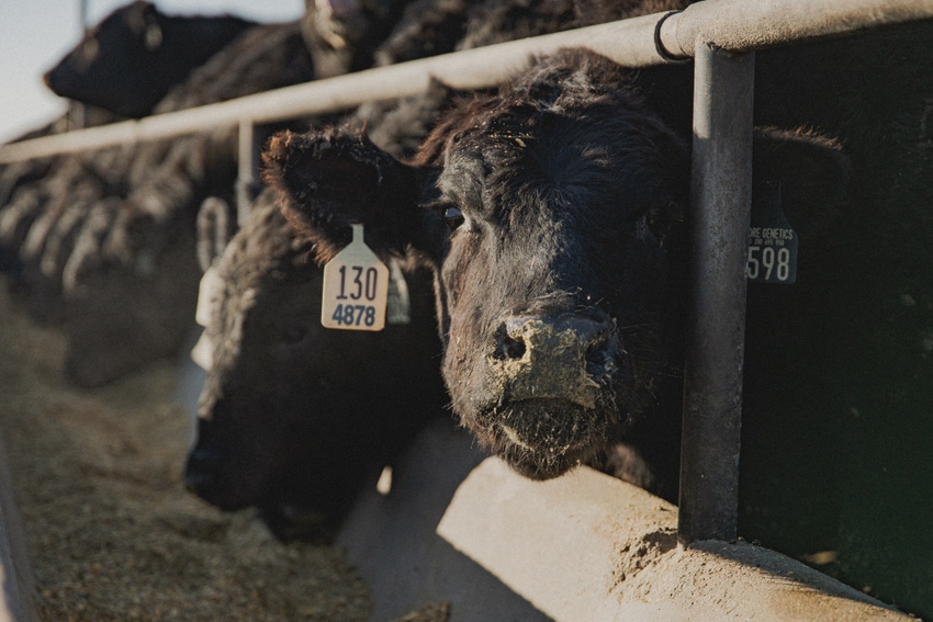 Rabo AgriFinance_Beef on Dairy.jpg