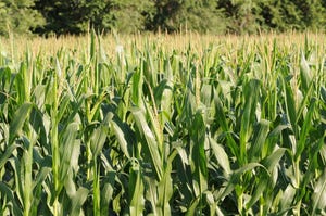 Cleaning corn may reduce aflatoxin, but caution still advised