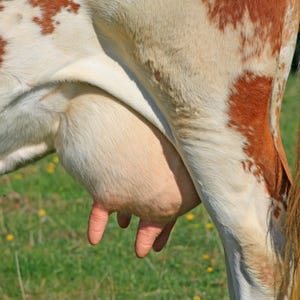 Oil supplements in feed improve nutritional quality of milk
