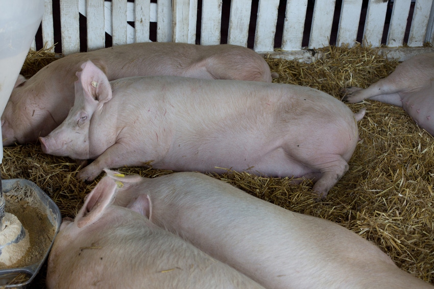 High-protein canola meal appropriate for gestating, lactating sows High-protein canola meal appropriate for gestating, lactating sows