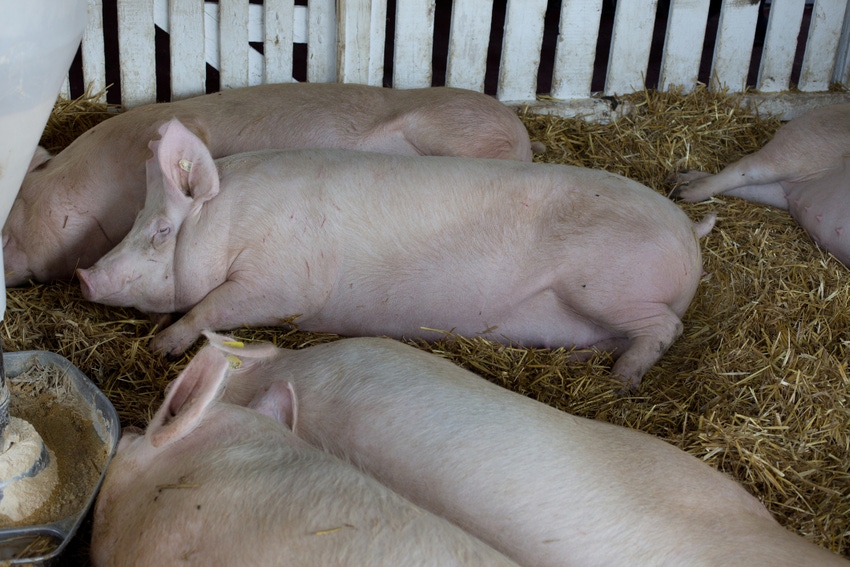 IPIC-led collaboration to address sow prolapses