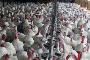 Whole turkey prices stay up, production down