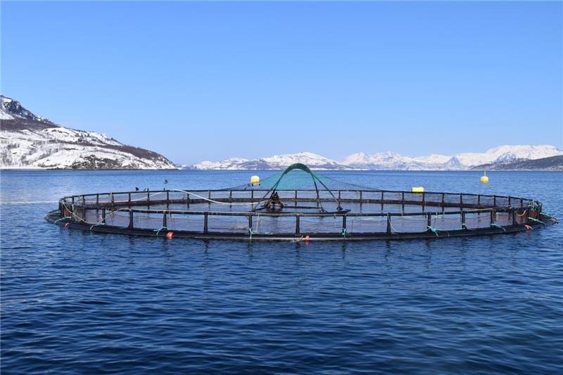 New procedure in works for faster detection of environmental impact from salmon farms