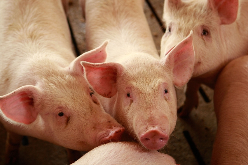 younger hogs on a farm