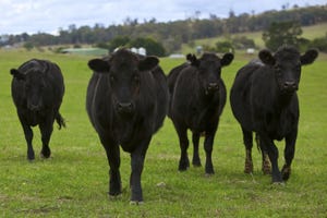 Timing of cover crop influences forage production, calf gain