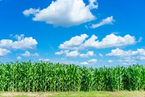 Pioneer launches corn yield estimator