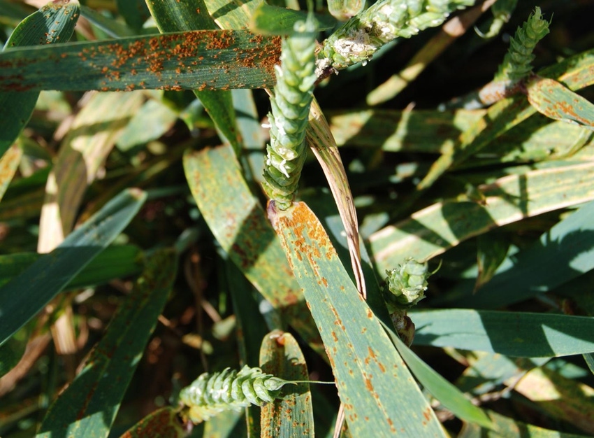New finding advances wheat stem rust understanding