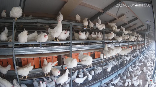 11,000 Kipster chickens caught in the EonA Dutch way