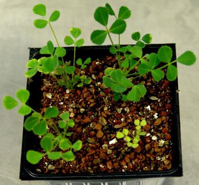 Improve nitrogen fixation in legumes