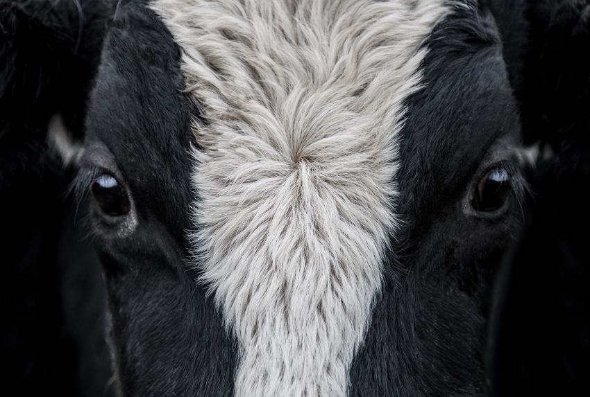 dairy cow eyes closeup