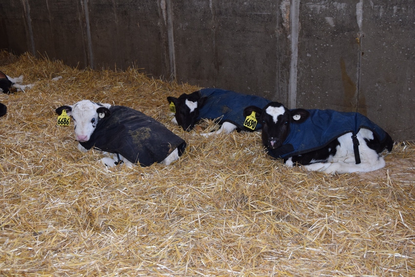 Dairy farmers offer advice for successful calf programs