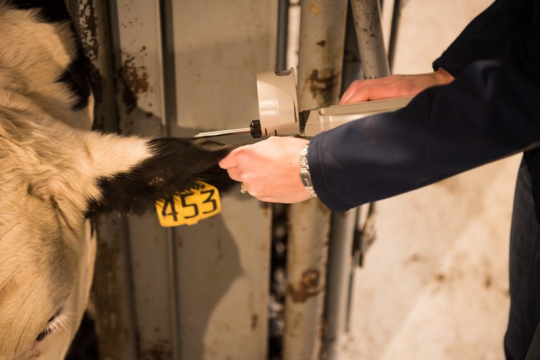 Penn State dairy steer implant.jpg