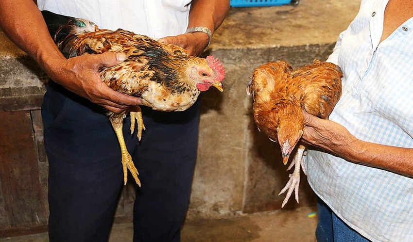 Smartphone app to let farmers test for poultry infection