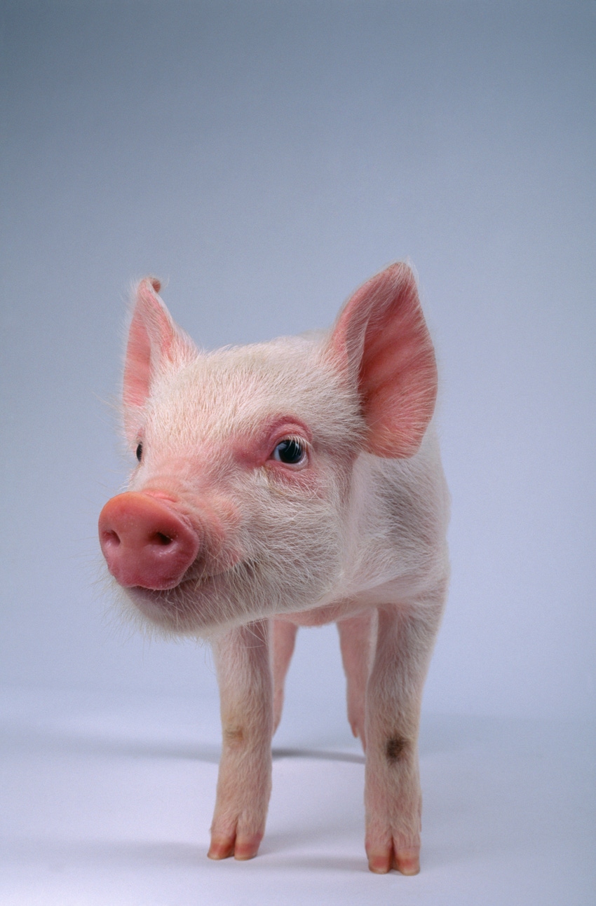 Early-life stress has lifelong implications for pigs