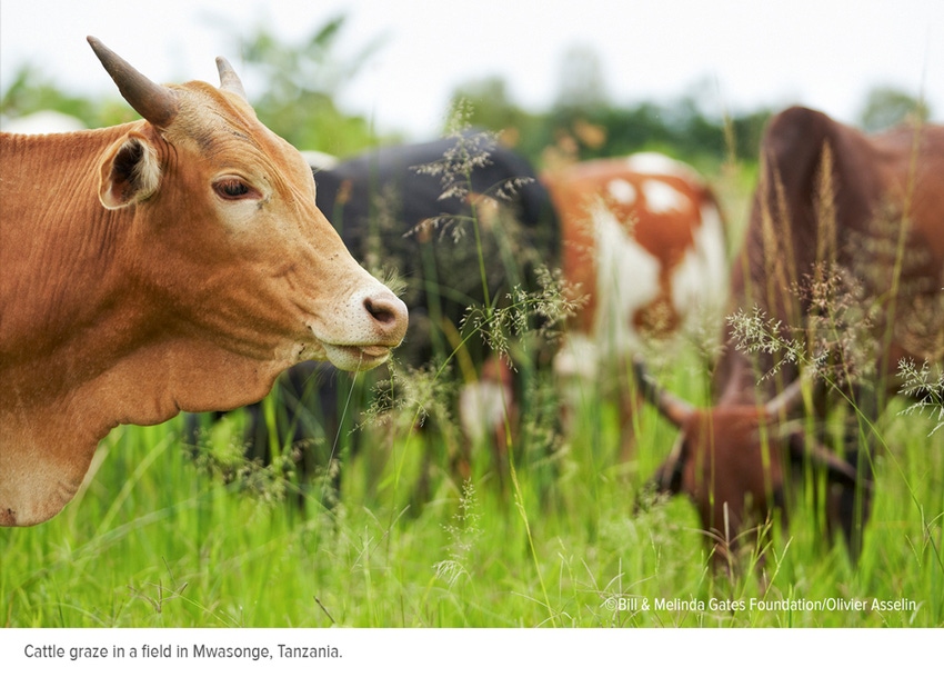Zoetis gets $14.4m to develop livestock infrastructure in sub-Saharan Africa