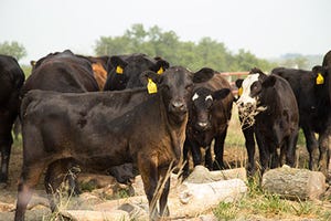 LIVESTOCK MARKETS: U.S. cattle industry still expanding