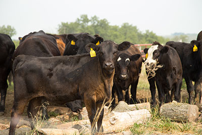LIVESTOCK MARKETS: U.S. cattle industry still expanding