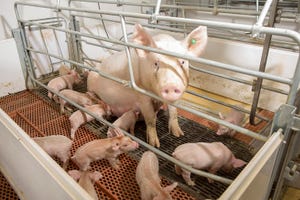 sow and piglets in stall