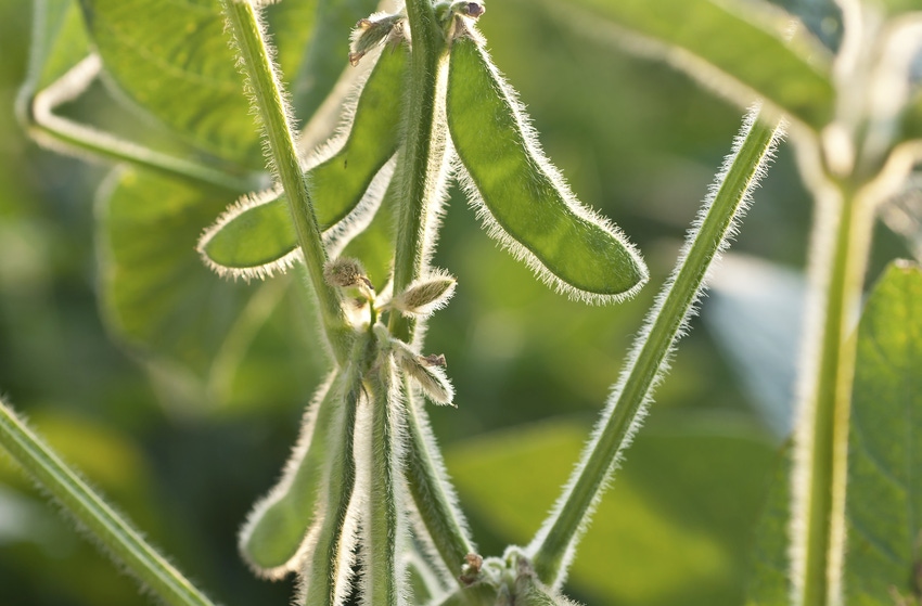 Ohio State researchers work toward soybeans resistant to phytophthora