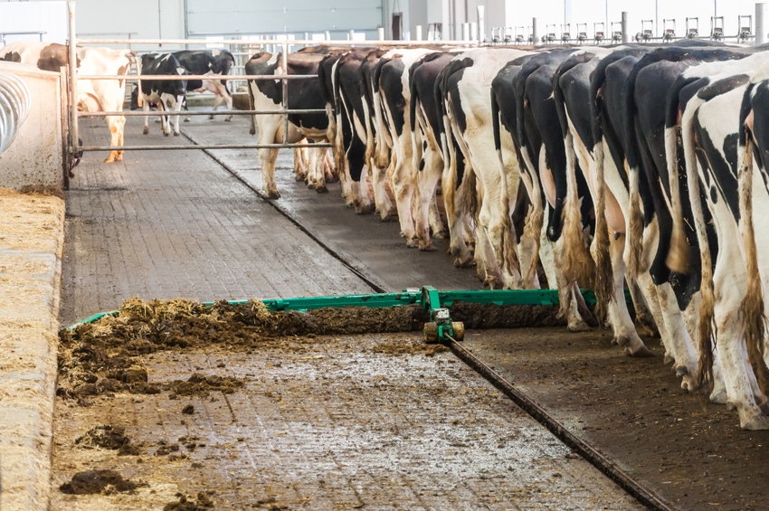 Managing barn scrapers contributes to dairy safety, hygiene