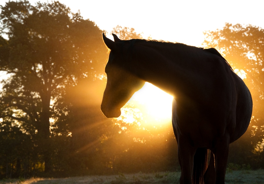 horse silhouette at sunset_shutterstock_62315617.jpg