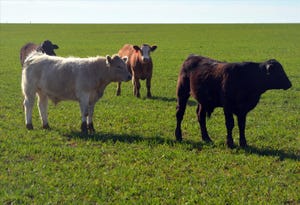Mixing spring crops, winter wheat boosts forage grazing