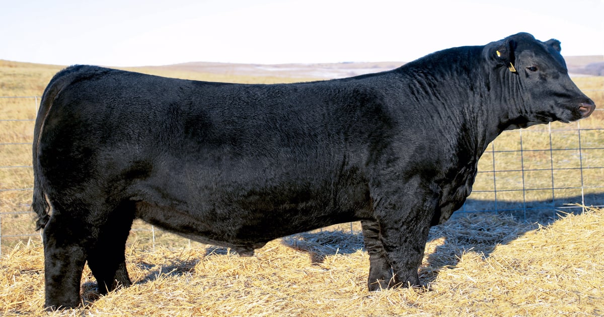 Angus bull sets all-time record
