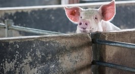 Holding time for feedstuffs may reduce swine disease risk