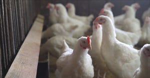 Broiler poultry GettyImages-1197330374.jpg