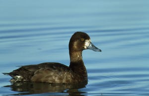 Avian flu testing of wild ducks informs biosecurity, reduces economic loss