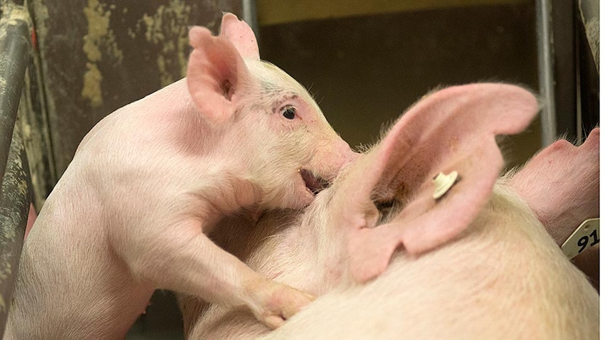 Pig behavior assessments offer clues for housing