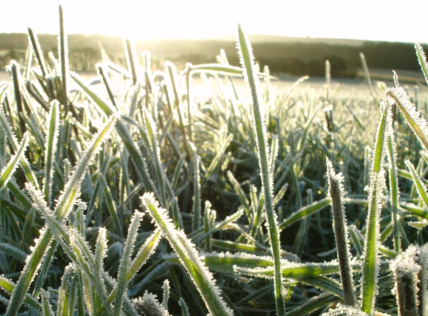 crop with frost