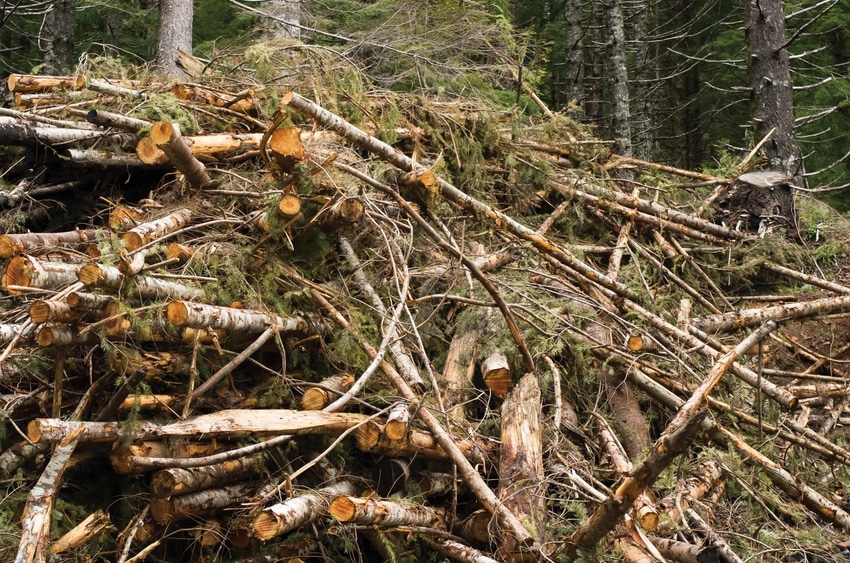 Economics of forest biomass raise hurdles for rural development