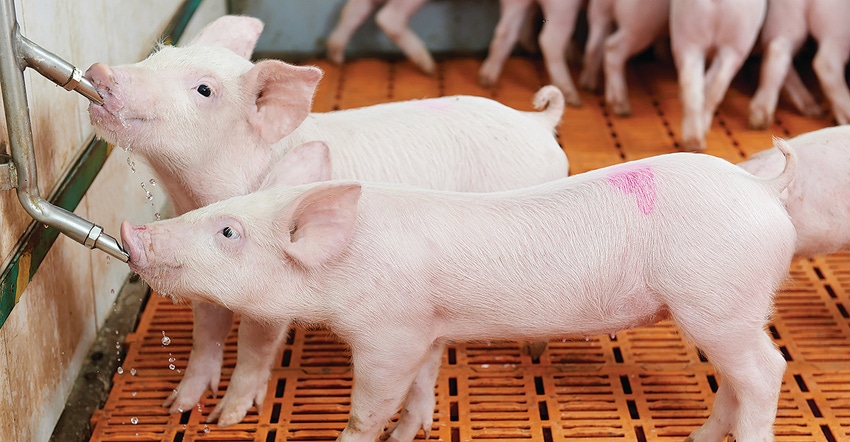 Healthier sows lead to healthier pigs