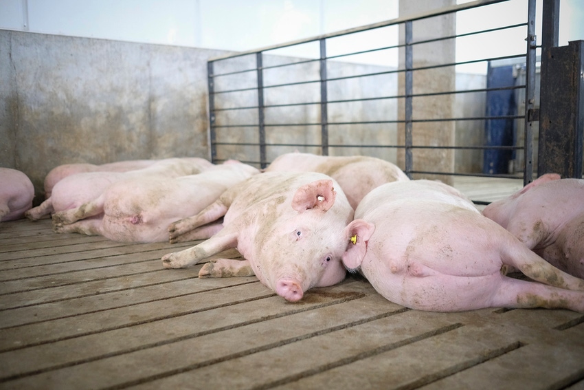 Monitor sow behavior, adjust feed practices to benefit bottom line