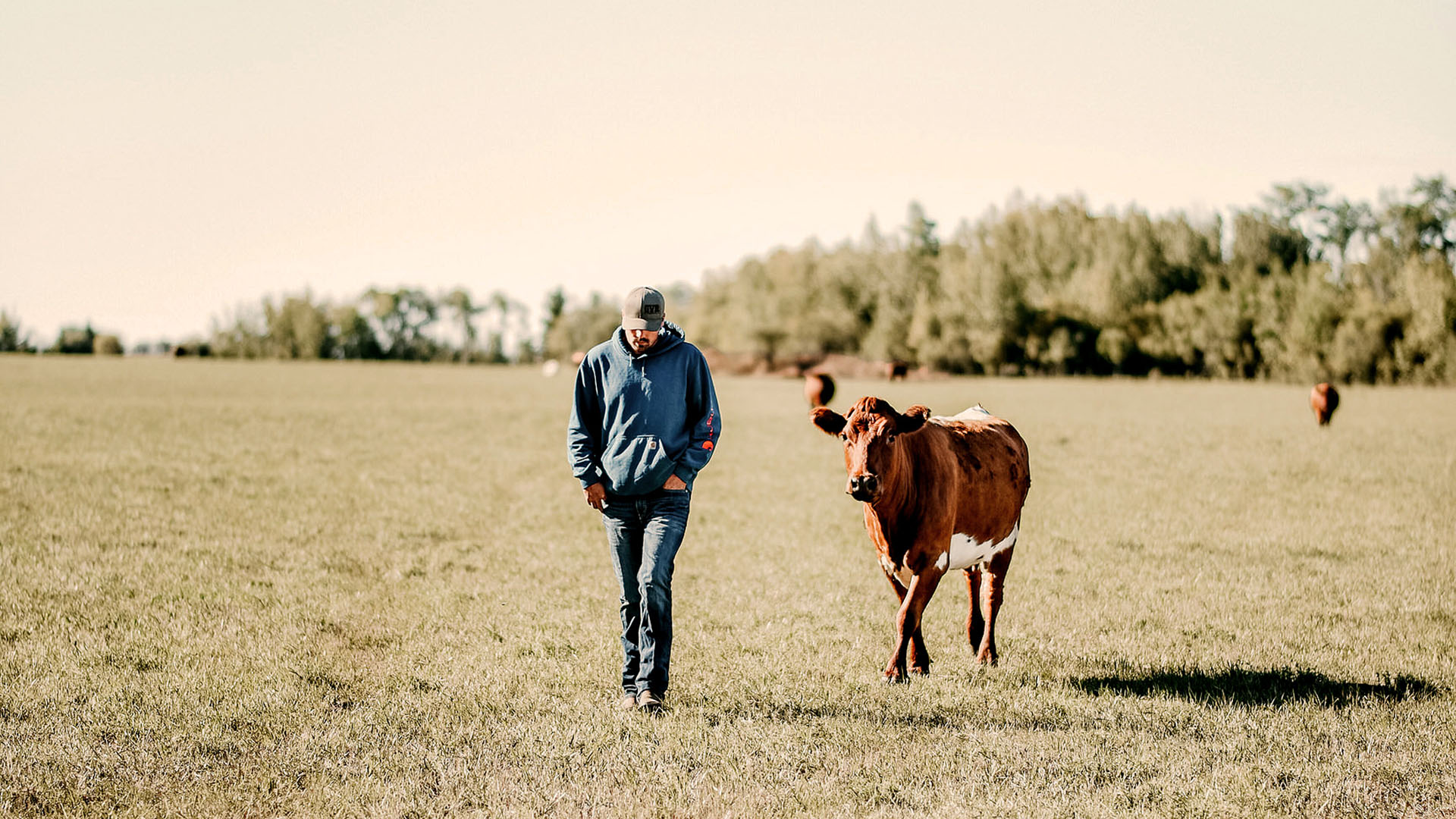 Preconditioning Calves: Is It the Right Choice?